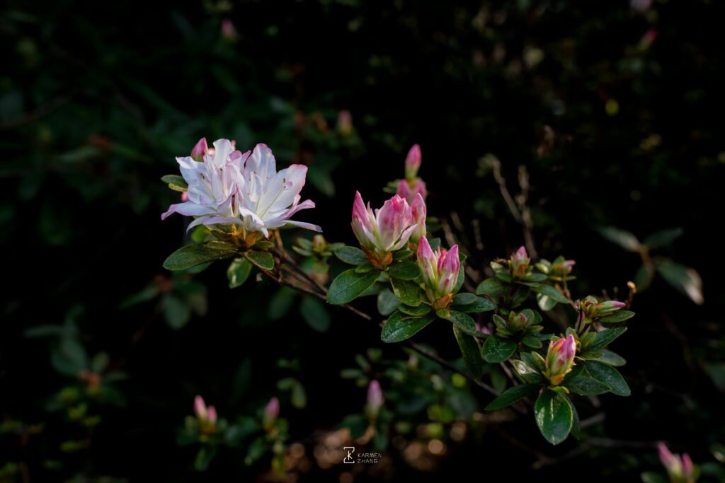 Three steps of an azalea