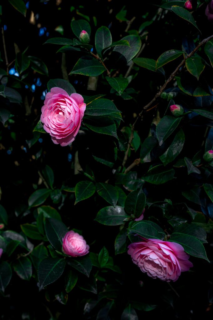 Camellia japonica Vintage Low Key