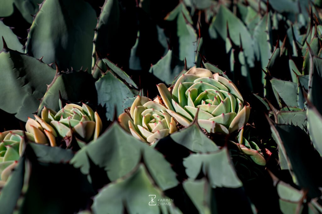 echeveria stay in low profile