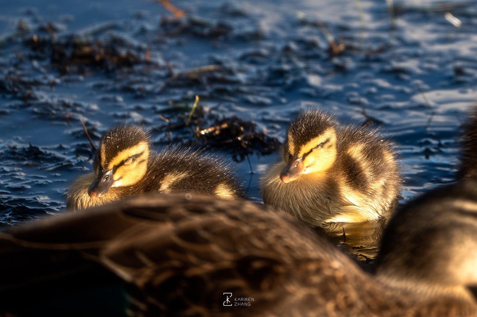 pacific black duck babies