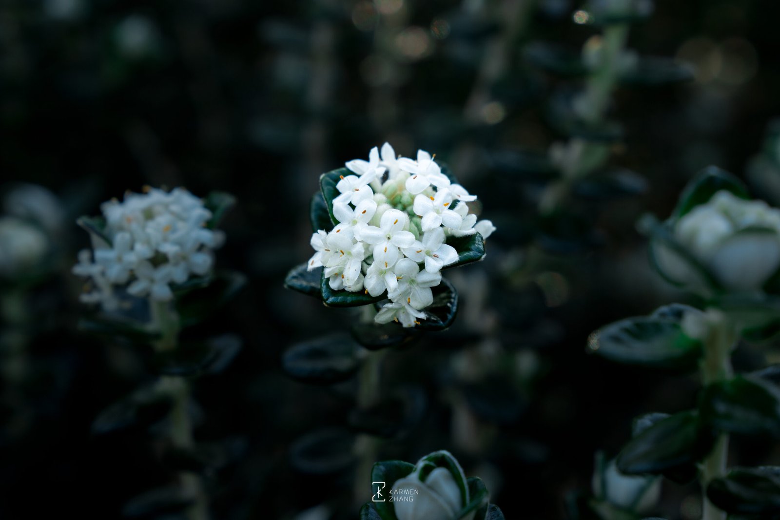 pimelea nivea in RTBG