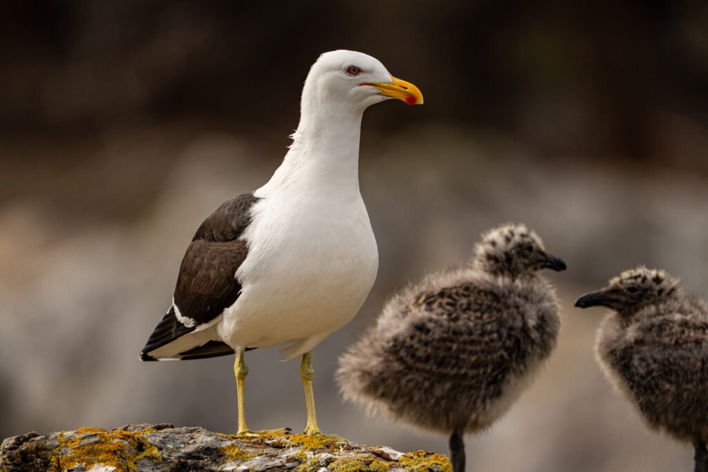 Animals baby and father