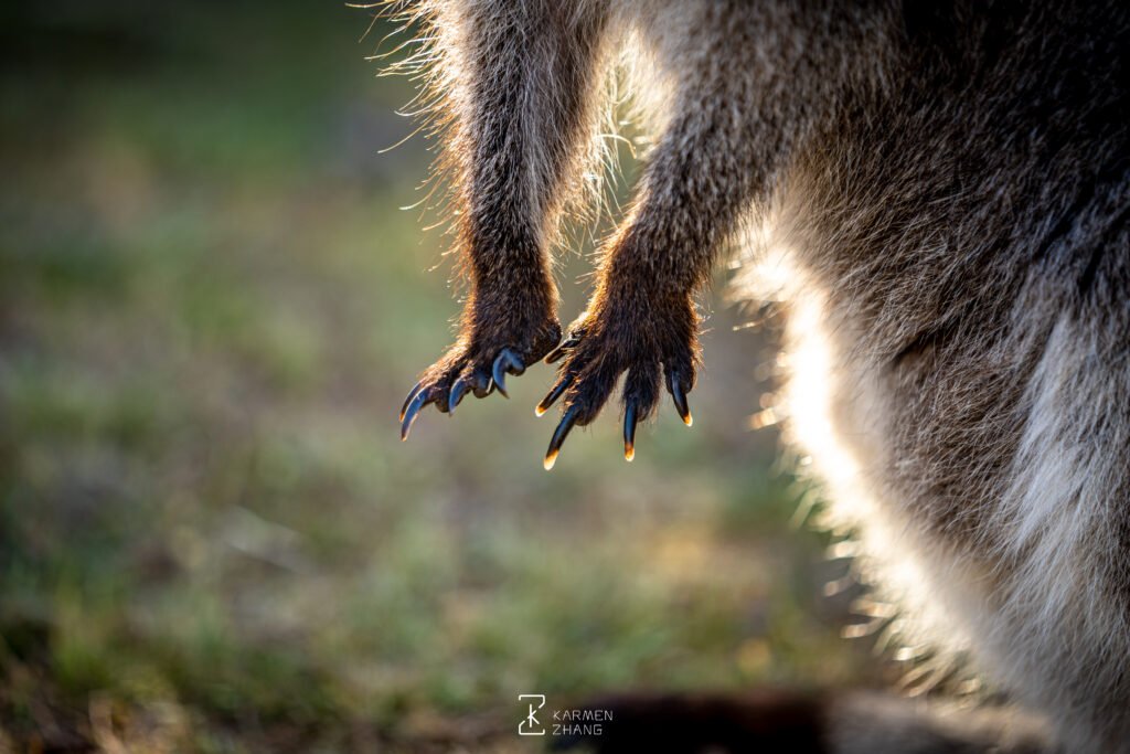 Animals bennetts wallaby paws