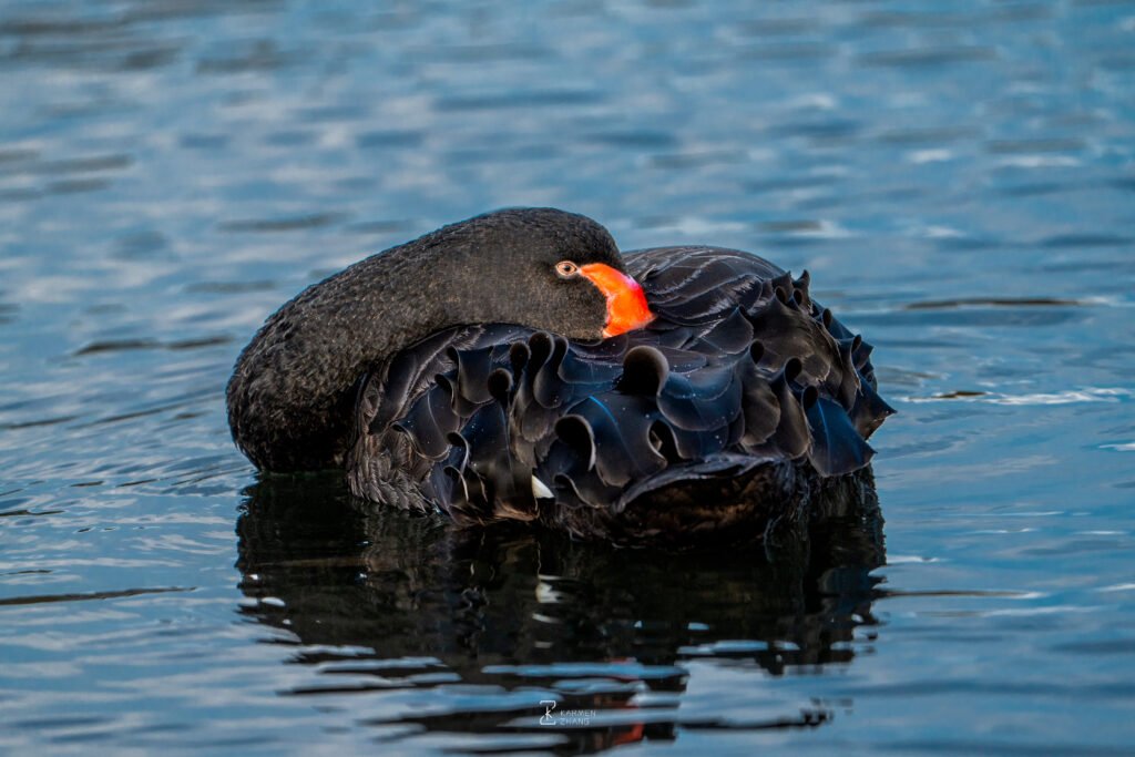 Animals black swan6