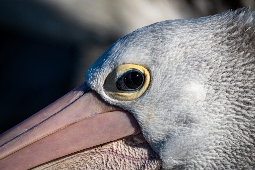 Animals close up of a pelican