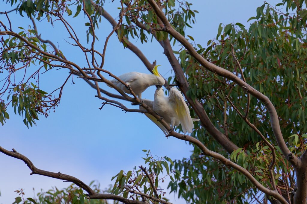 Animals cockatoo feeding his partner 2