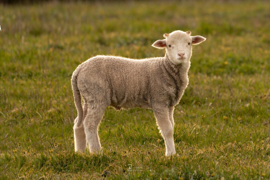 Animals cute baby sheep