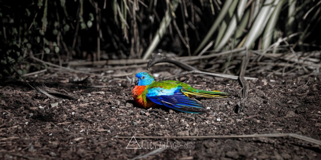 Animals easten rosella uses sawdust for bathing