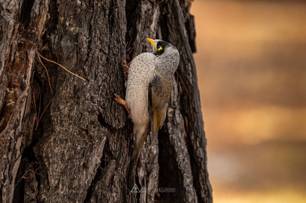 Animals i am a woodpecker