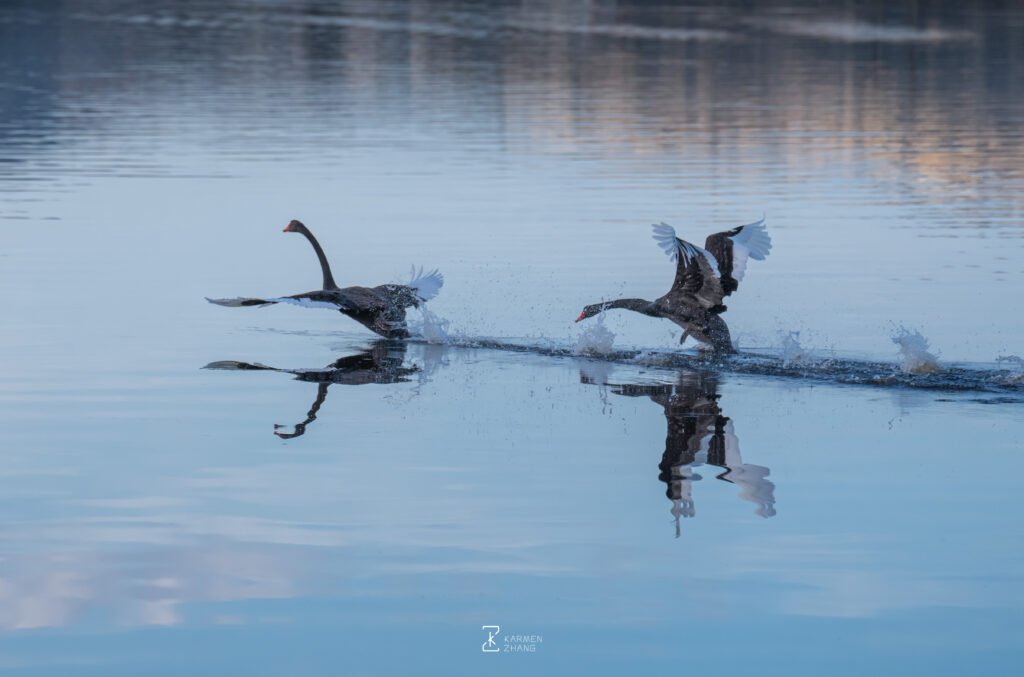 Animals i must go now