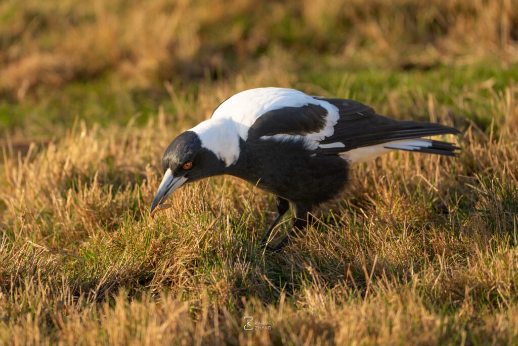 Animals magpie
