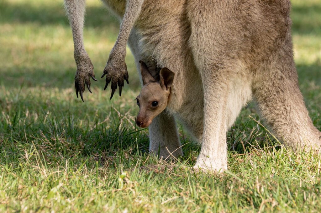 Animals new born friend 1