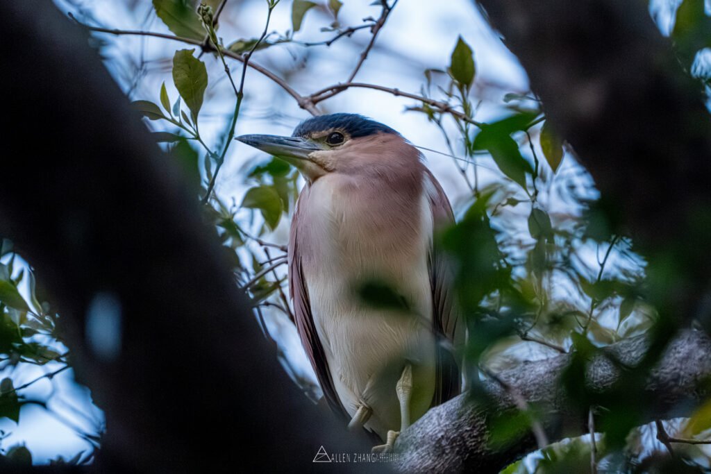 Animals night heron just woke up 2