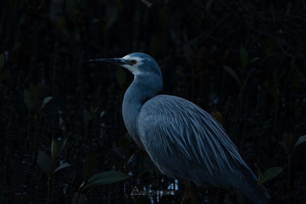 Animals night herons hunting after sunset