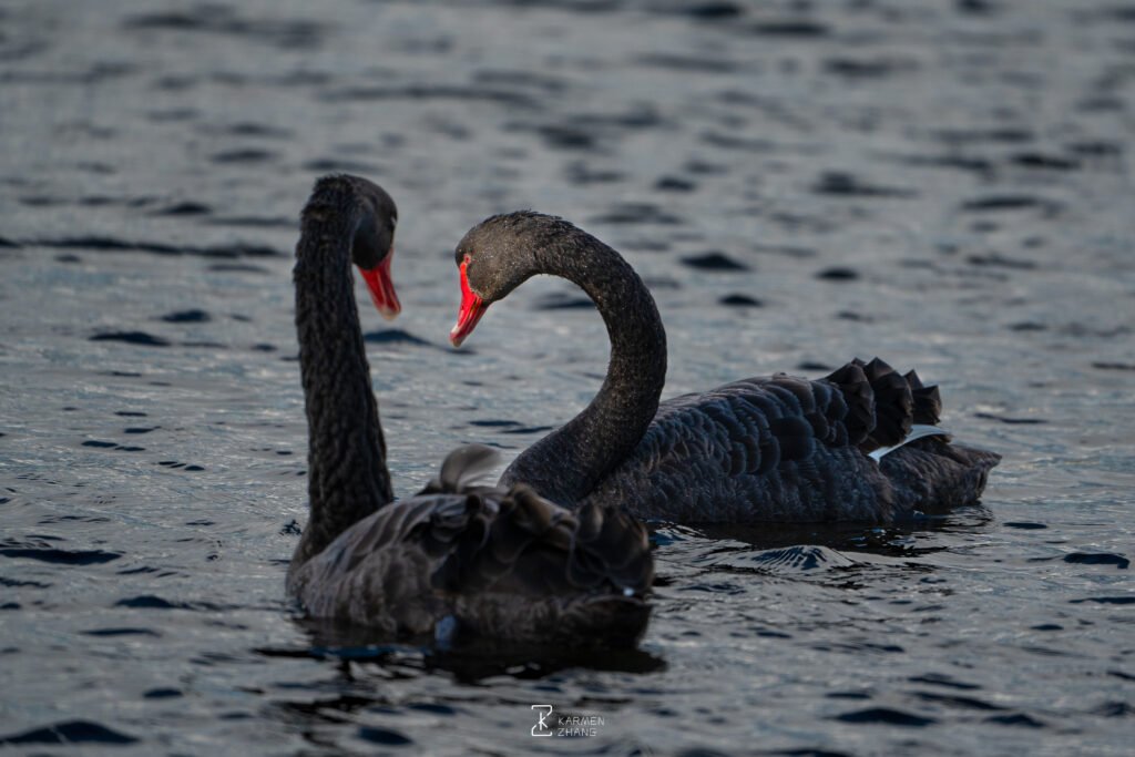 Animals shy black swan