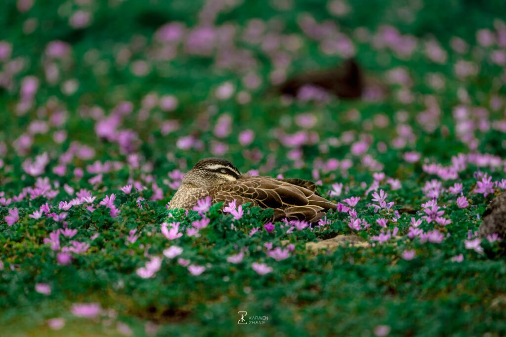 surrounded by a sea of ​​flowers