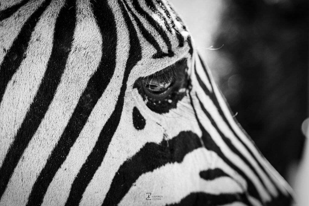 Animals tear of the zebra