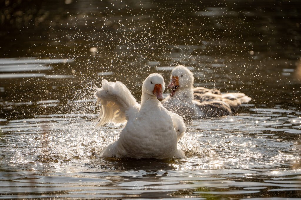 Animals time to shower
