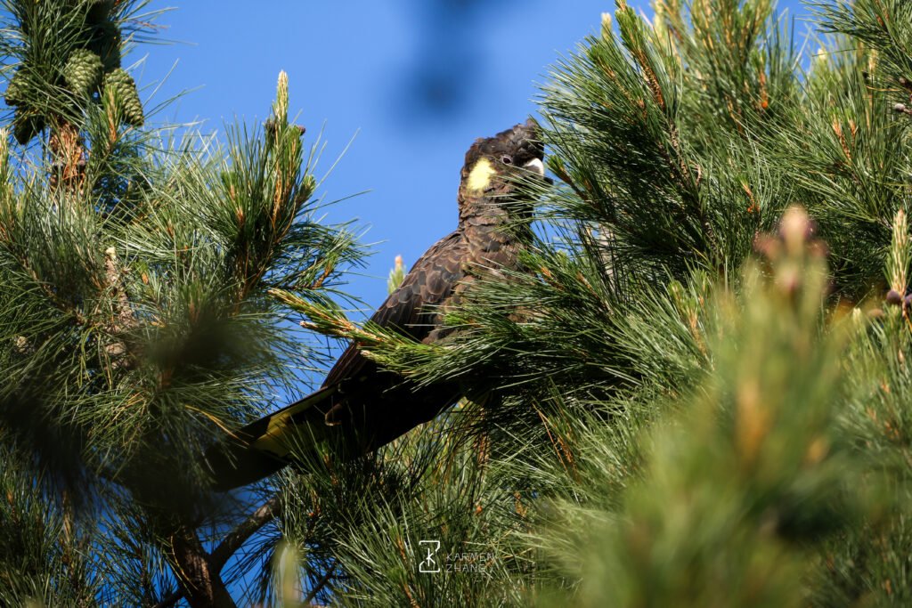 Animals yellow tailed black cockatoo
