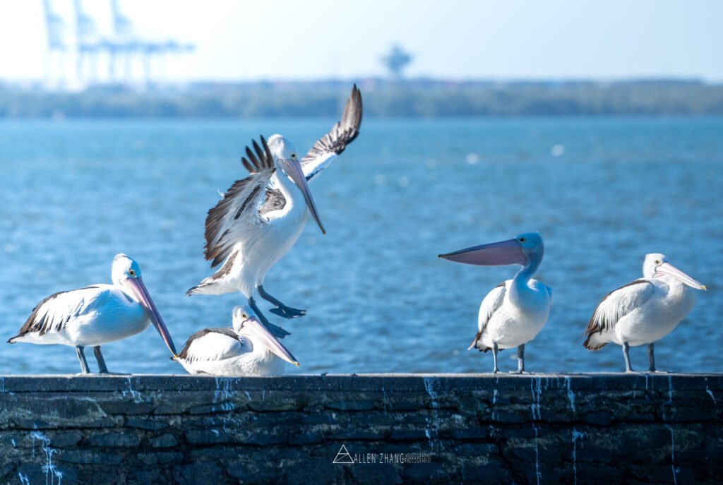 Animals dancing battle