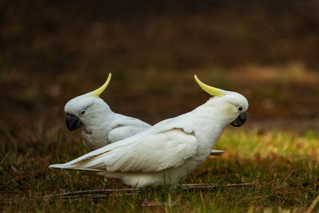 Animals face off cockatoo