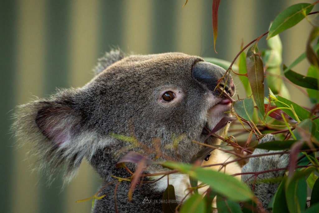 Animals give the eucalyptus leaves a taste.