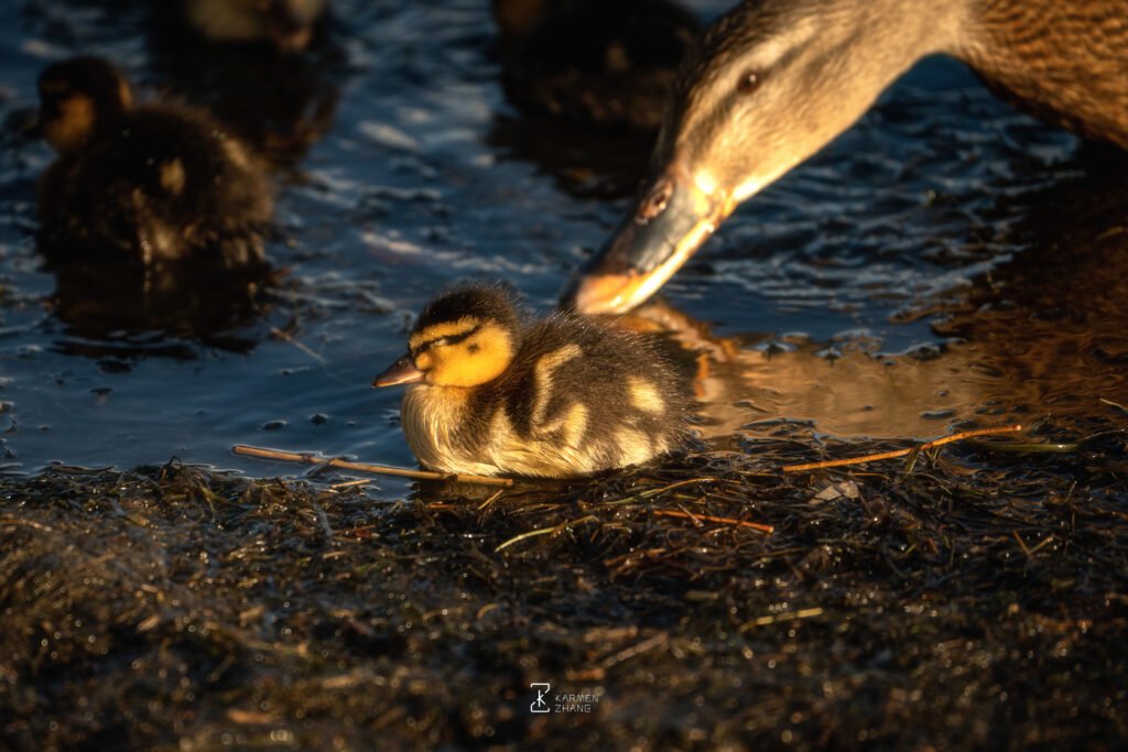 Animals mother and baby