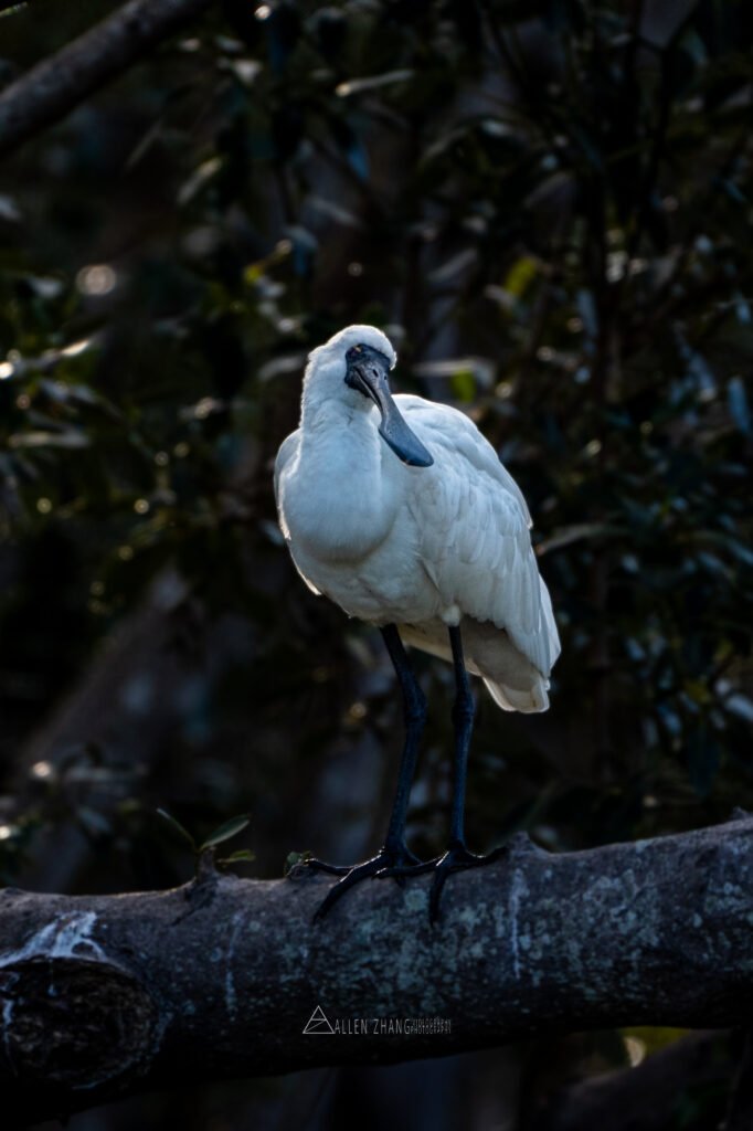 Animals spoon bill in wetlands2