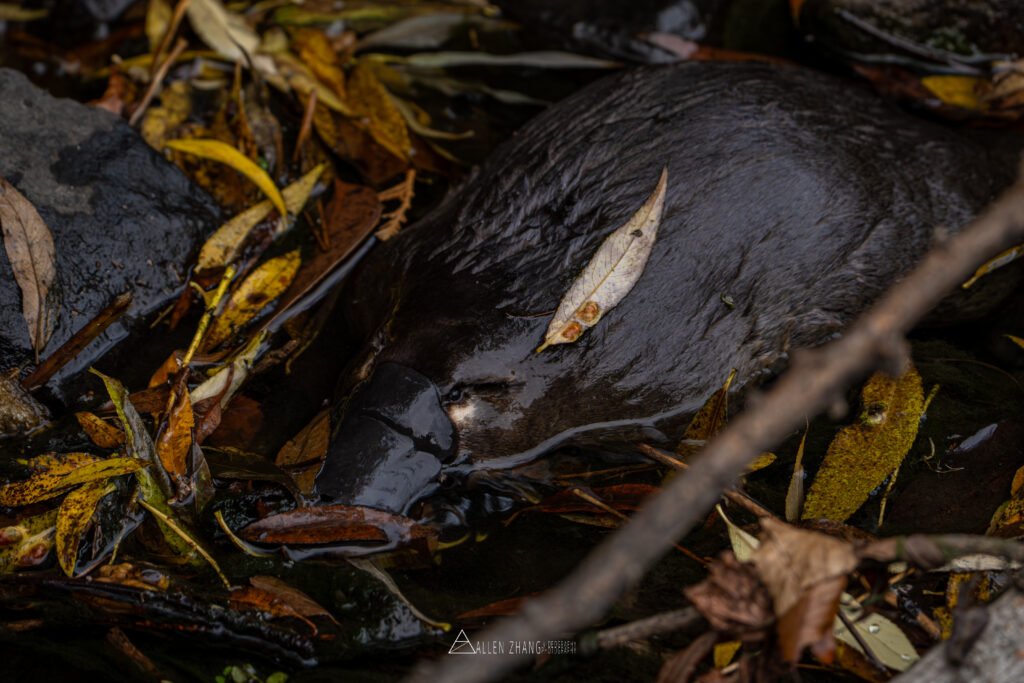 Animals tasmanian creek spirit