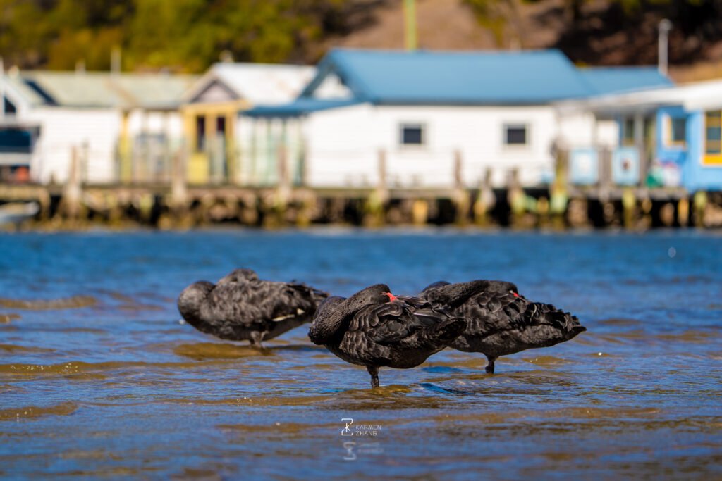 Animals three black swans